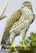 bird